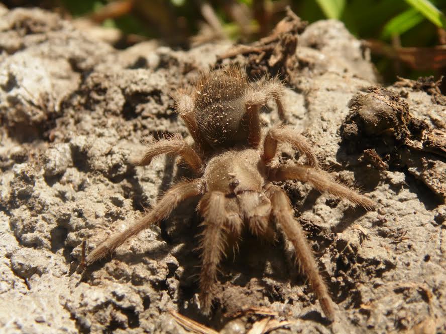Descubren una posible tarántula nueva en bosque Colomos III