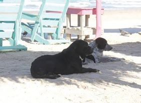 Usan a las mascotas para beneficio económico y luego las dejan.