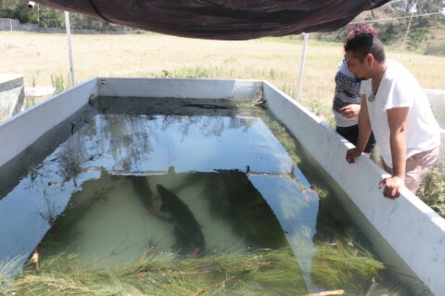 La pesca furtiva ha generado que la supervivencia de esta especie encabece la lista de "peligro en extinción".