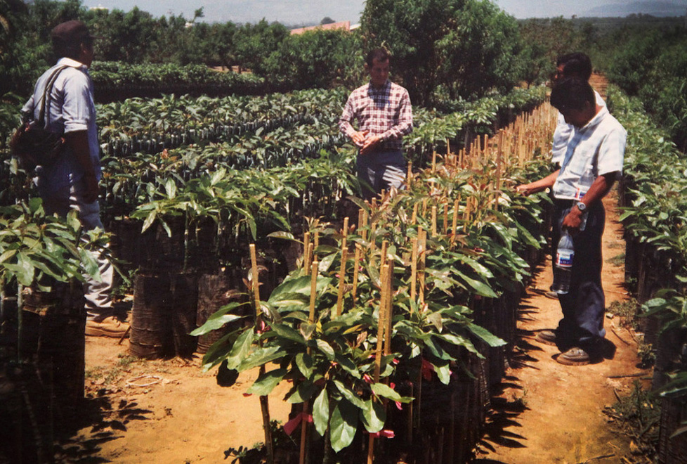 Entre 1985 y 204 se plantaron 60,000 árboles cada año sembrados en viveros propios. 
