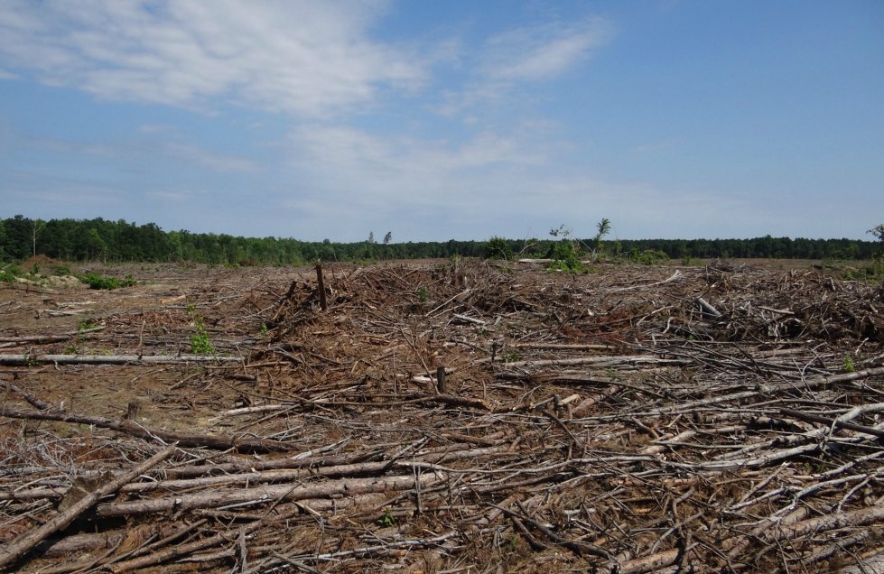 Al perder los bosques, todos pierden, en una cadena de dependencias que nacen en la diversidad silvestre.