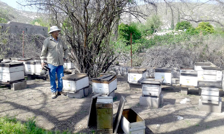Los 64 apicultores que integran el Sistema Producto Apícola de La Comarca Lagunera, siguen a la espera del recurso.