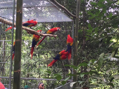 Esta es la cuarta liberación de guacamayas reserva de la biosfera de Los Tuxtlas. Actualmente hay 67 aves de esta especie volando en la reserva de la 