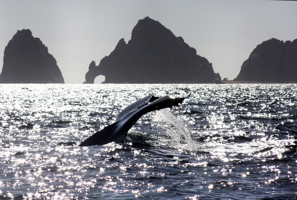 De enero a marzo no te pierdas el avistamiento de ballenas.