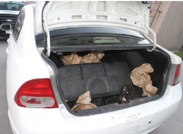 Las aves vivas fueron canalizadas a la Profepa para su resguardo.