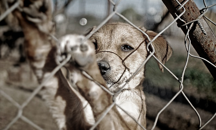 El maltrato animal debe ser sancionado por los organismos públicos autorizados. 