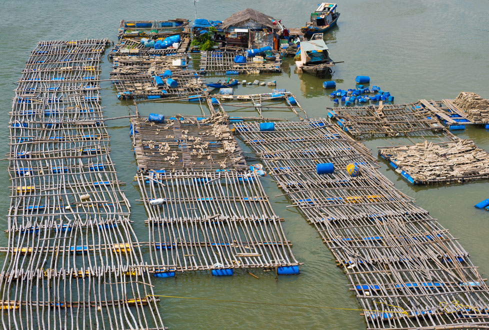  Uno de los sectores con mayor actividad delictiva es la pesca, sobre todo al sureste de Asia.