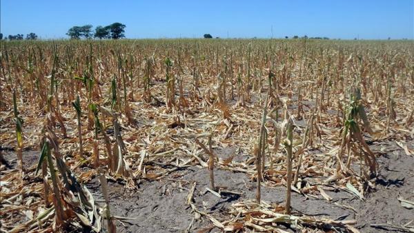 Productores se ven afectados por la sequía 