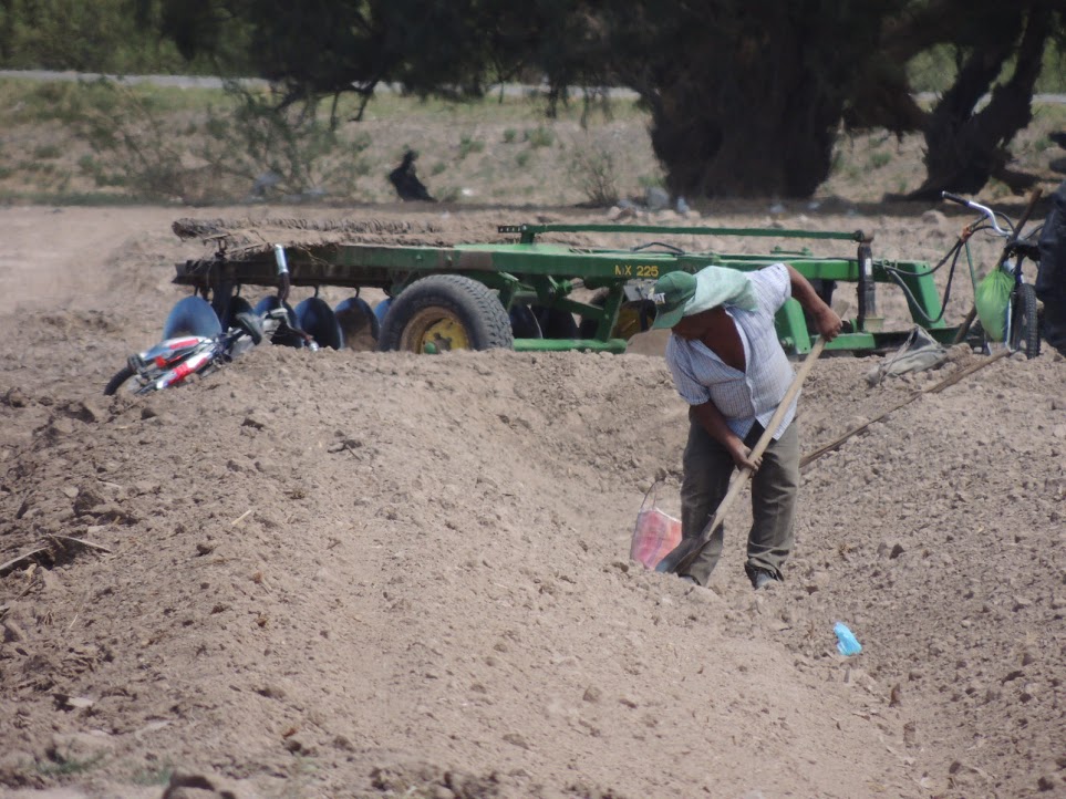 La producción de sorgo forrajero tiene un futuro incierto según la CNC.