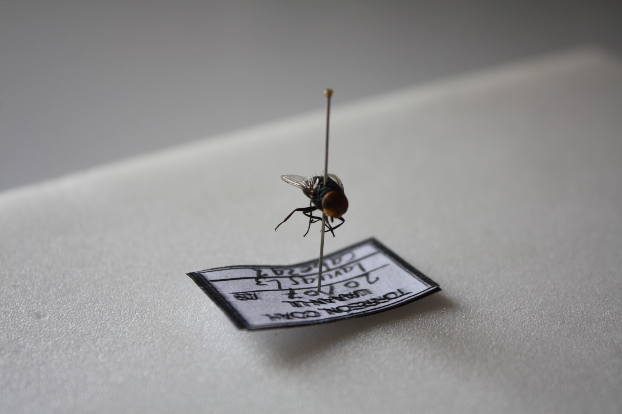 La Universidad Autónoma Agraria Antonio Narro de Torreón, trabaja con la PGJE con entomología forense.