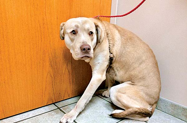 Algunos animales huyen por miedo tras ser parte de un accidente.