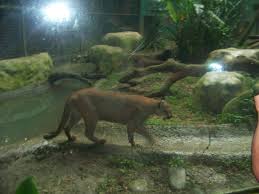El puma es el segundo felino que muere en 20 días en el mismo zoológico. 