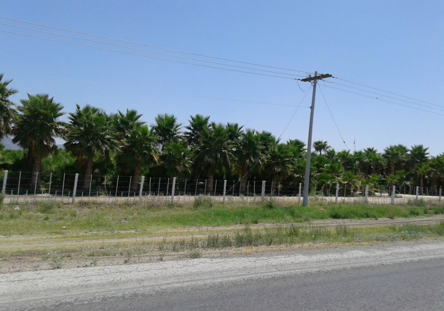 En Matamoros no se registran casos de palmas con amarillamiento letal.