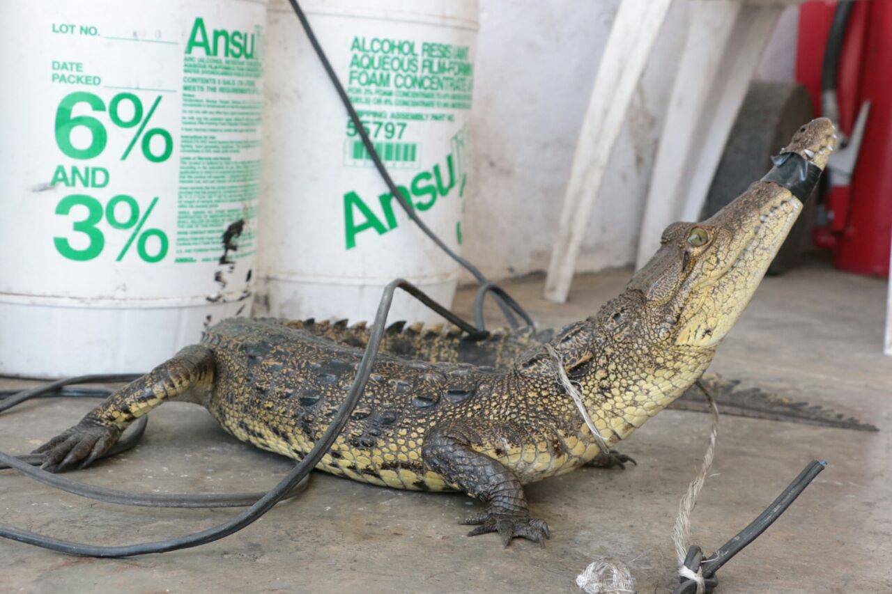 Cocodrilos en Altamira.