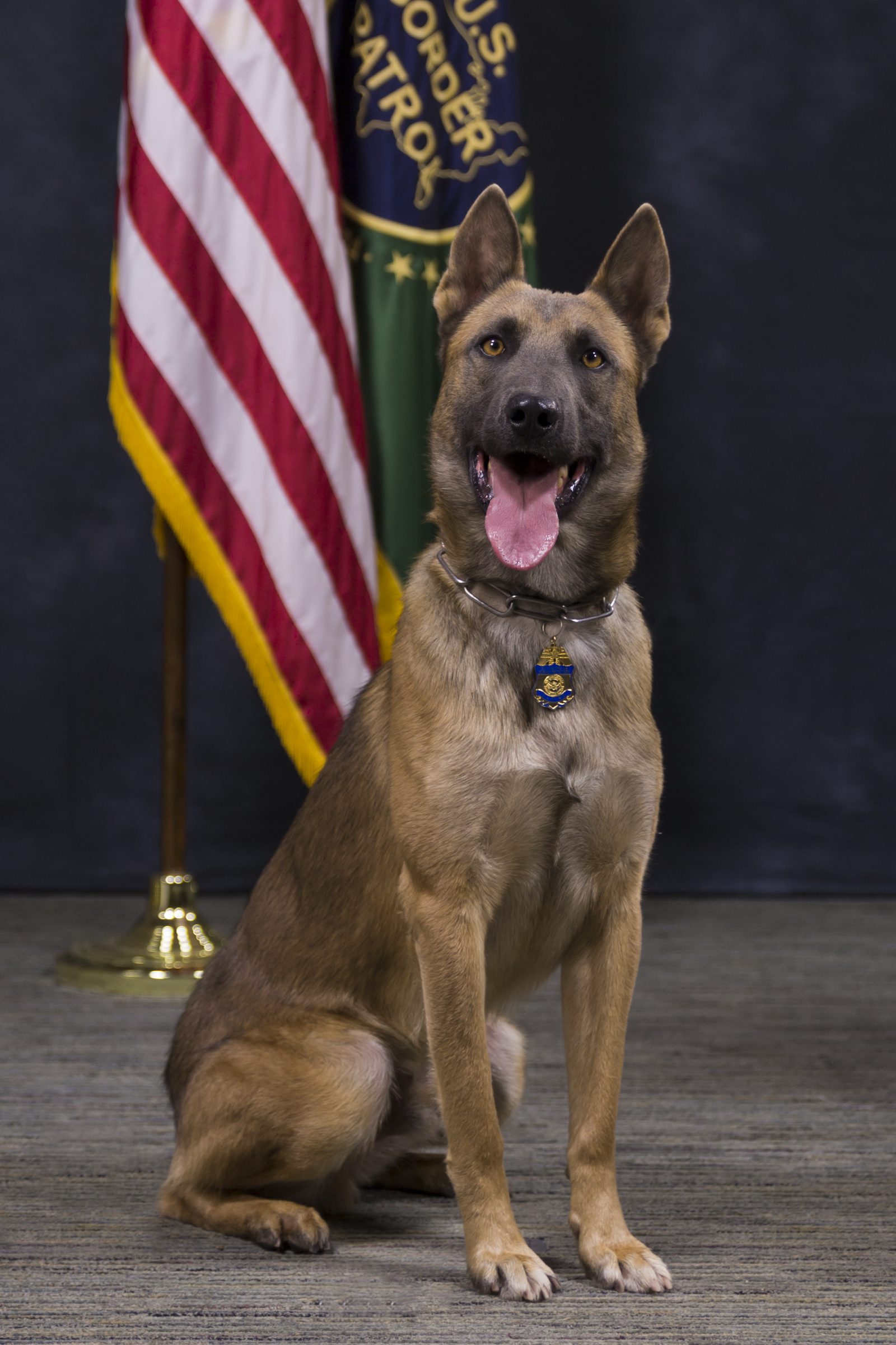 Falleció Lazer, perro policía de la Patrulla Fronteriza.