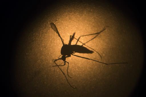 La vacuna experimental contra el zika utiliza un plásmido en vez de un virus, lo que puede atenuar sus efectos negativos.