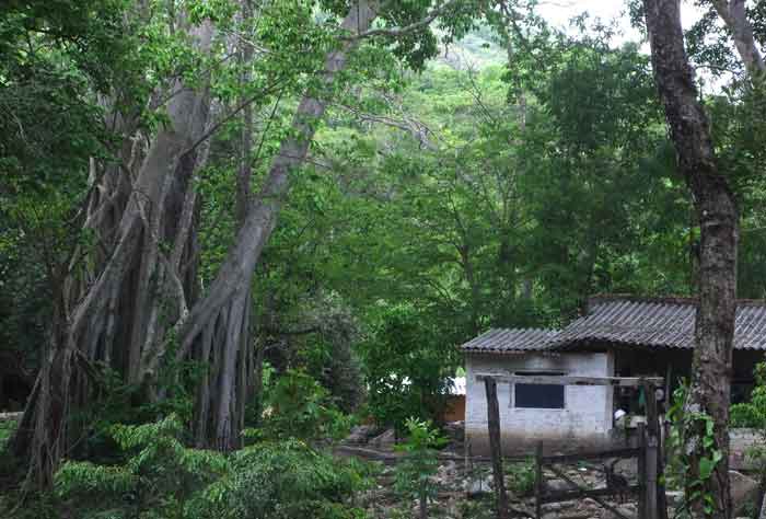 La intención es que el desarrollo ya no destruya las áreas verdes en la costa de Jalisco