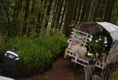 En Magdalena Contreras se inició la reforestación de suelos de conservación, mediante la plantación de 5 mil árboles, de un total de 30 mil previstos.