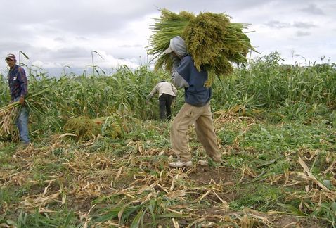 Por falta de apoyos económicos emigran campesinos tamaulipecos - Grupo ...