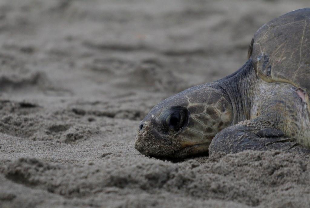 Las especies de Tortugas Prieta y Golfina se encuentran en la lista Norma Oficial Mexicana NOM-059-SEMARNAT-2010 bajo la categoría de  en peligro de e