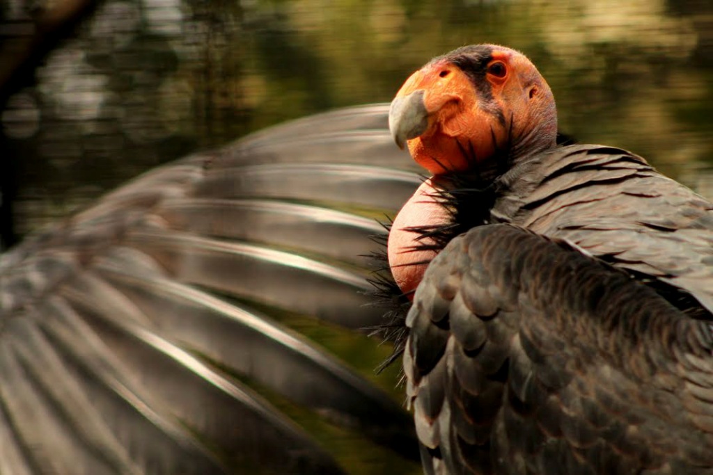 Los tres cóndores trasladados, fueron los primeros ejemplares de esta especie nacidos en cautiverio fuera de Estados Unidos.