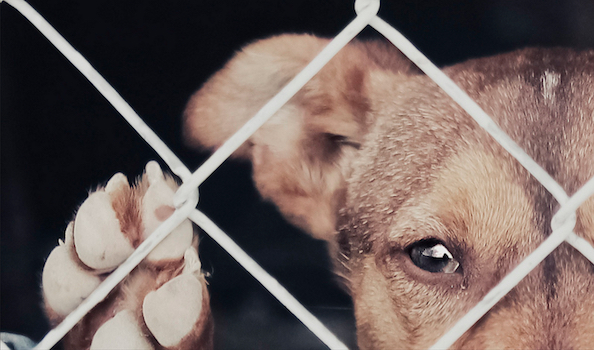 Casos de maltrato animal.