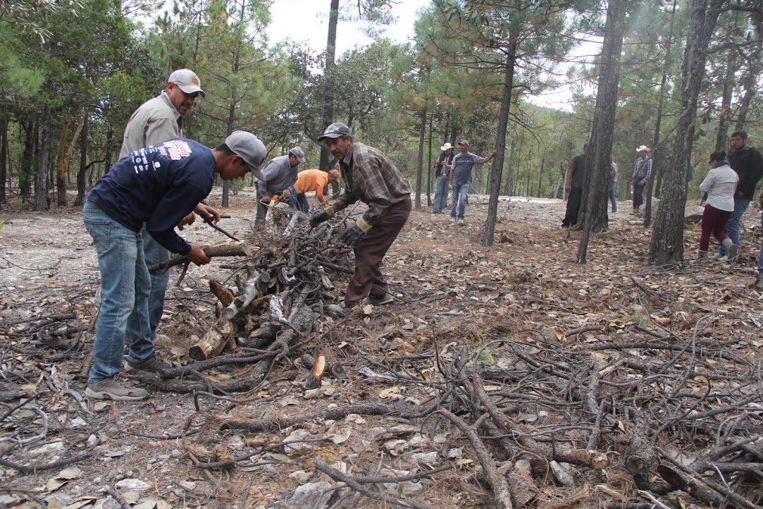 Conafor Durnago invitó a la Jornada de Reforestación Social 2016, que se llevará a cabo el sábado 16 de julio.