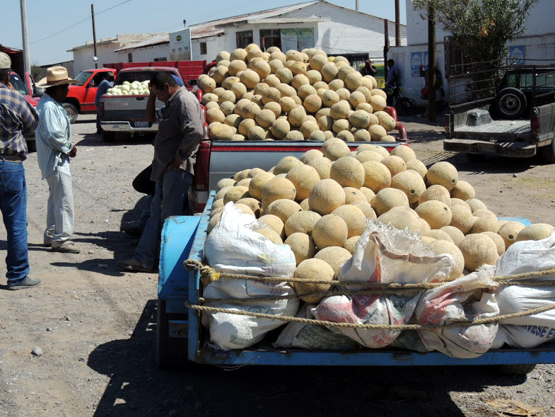 Desde hace dos semanas se comenzó a ver actividad de compra – venta de melón en Francisco I. Madero.