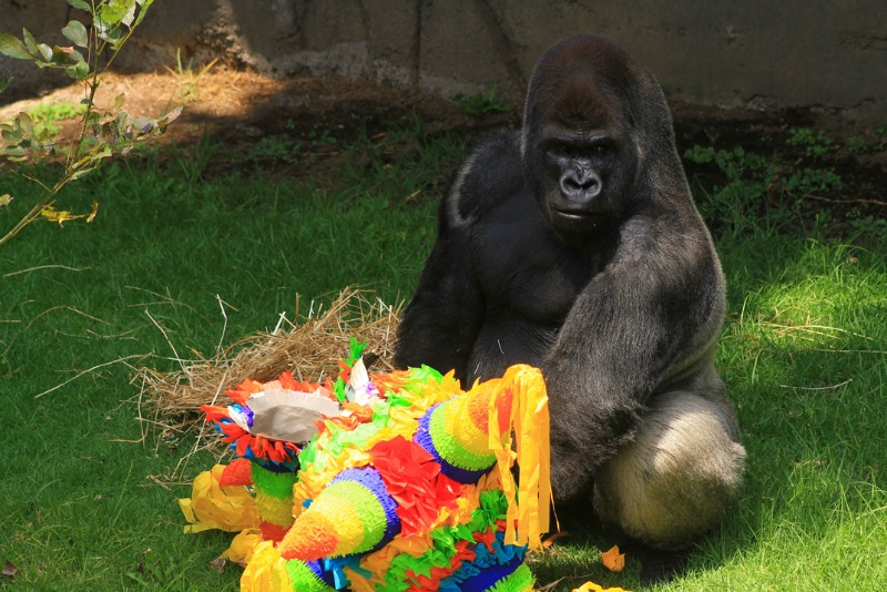 Bantú durante el festejo de su cumpleaños 24 en septiembre de 2015.