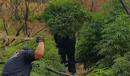 Los elementos de la PEP cortaron las plantas de mariguana a mano.