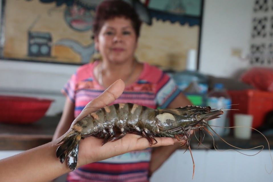 Camaron de 20 cm.