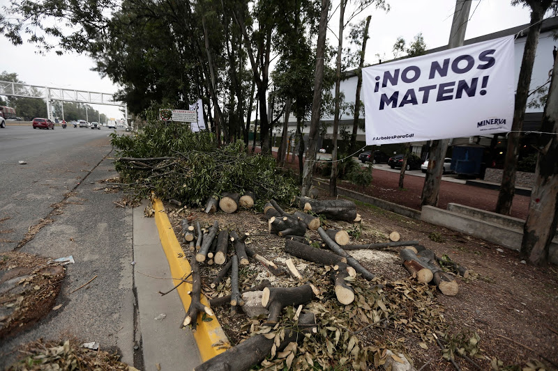 Talan más de 60 árboles en Periférico.