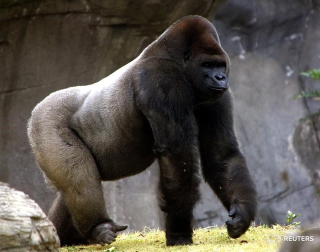 Bantú, era el único gorila macho en México de una especie en peligro de extinción.