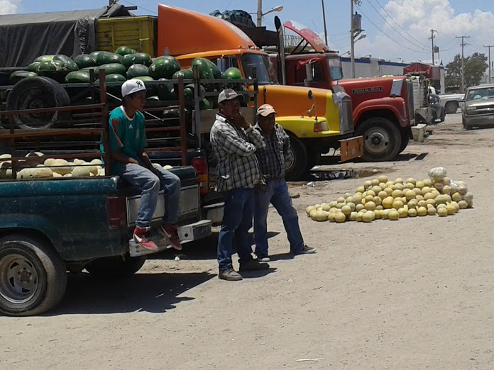 El precio del  melón seguirá bajando en los próximos meses.