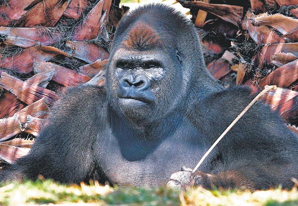 El primate falleció cuando lo preparaban para trasladarlo a Guadalajara con fines reproductivos.