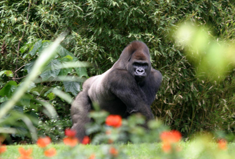 La investigación sobre la muerte del gorila Bantú en el zoológico de Chapultepec, pidió la Asamblea Legislativa a la Contraloría General de la Ciudad 