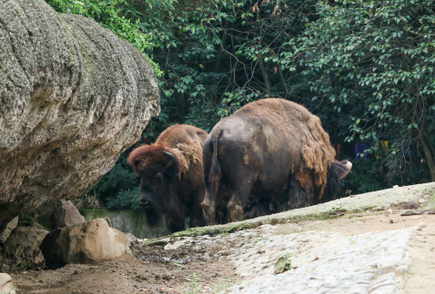 La Profepa no investigará la muerte de un bisonte, ocurrida el miércoles pasado en el zoológico de Chapultepec, ya que no hubo intervención humana.