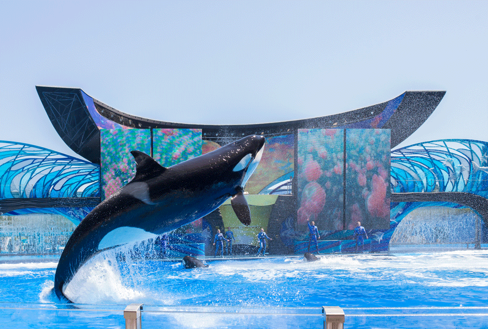 Seis orcas participan en conjunto en el nuevo espectáculo Shamu One Ocean de SeaWorld Orlando. Desde 1985, 30 ejemplares de esta especie han nacido en