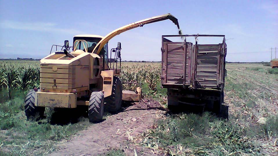 Esta plaga ha provocado que los productores adelanten las cosechas.