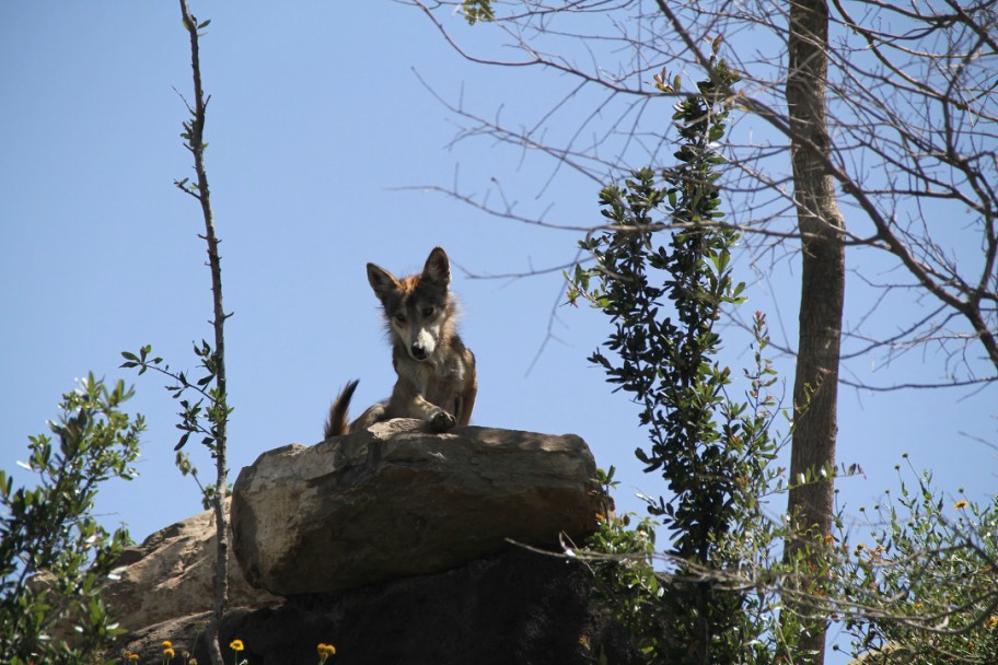 El Lobo Mexicano, especie que sobrevive en el Museo del Desierto de Saltillo.