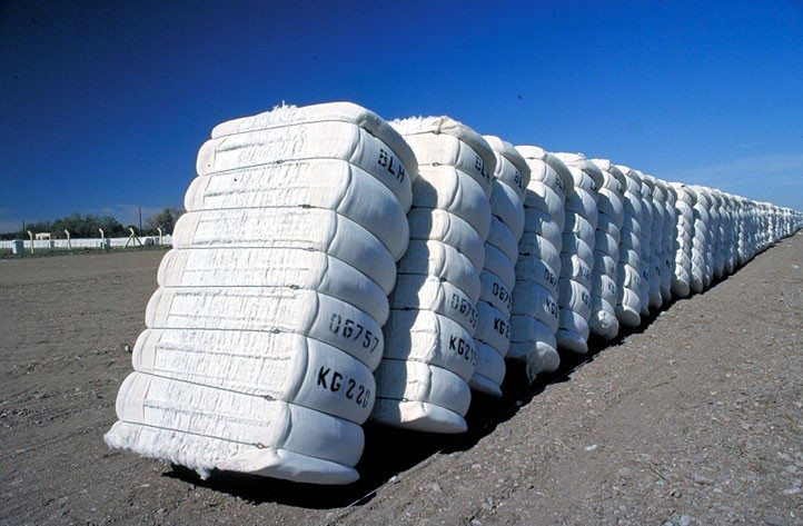 Los productores de algodón de San Pedro, tienen la esperanza de que el precio aumente, para que genere utilidades provechosas.