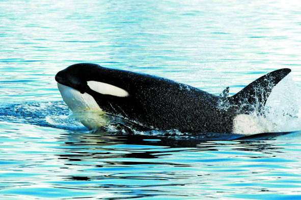 Una ballena repite “frases” por cerca de cuatro minutos.