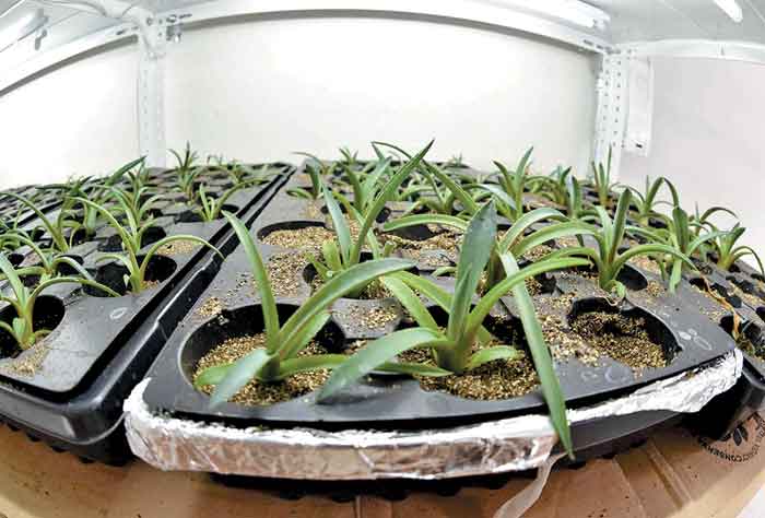 Cuando el maguey alcanza una talla adecuada se lleva al invernadero y posteriormente al campo.