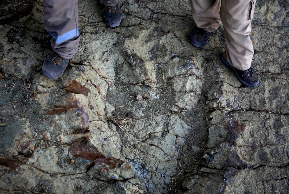 Descubren en Bolivia huella gigante de dinosaurio - Grupo Milenio