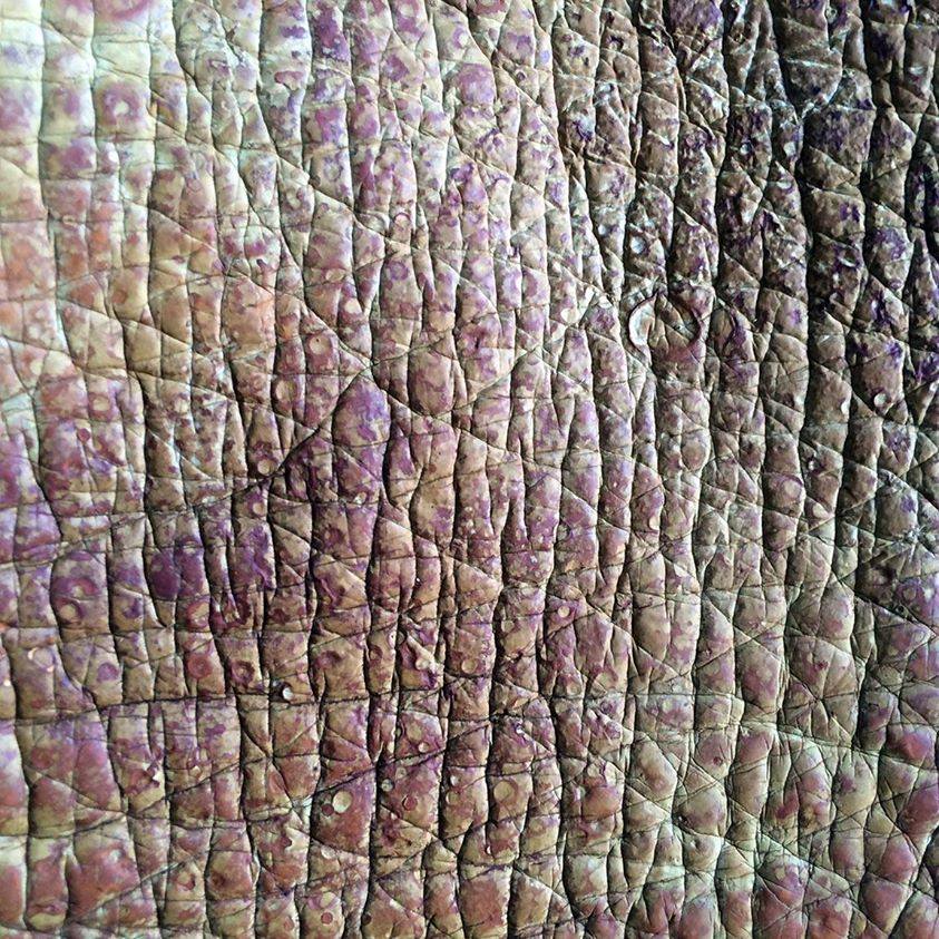 La piel de hongos puede manipularse para adquirir diferentes texturas y grosores. 