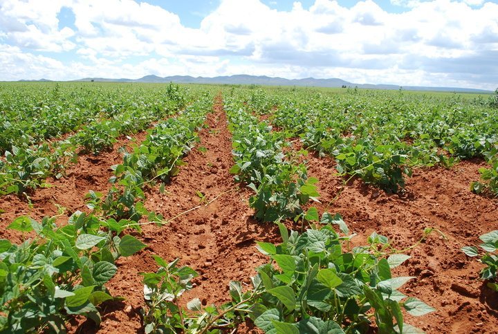 El campo agrícola se encuentra amenazado por plagas.