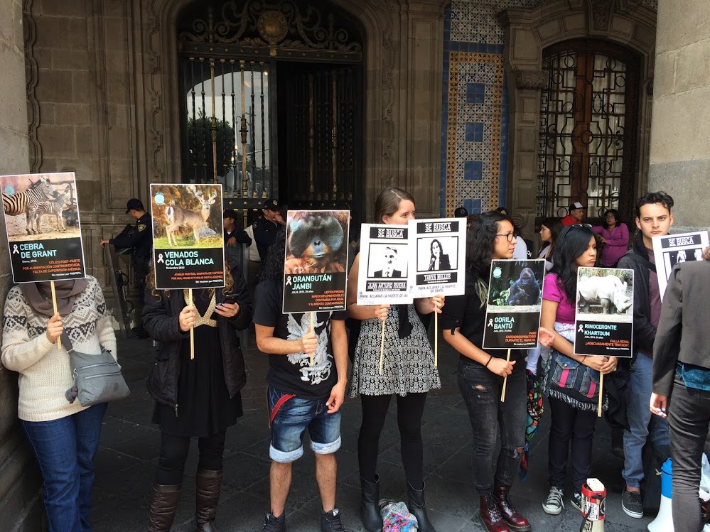 Antes de la muerte del gorila Bantú, la organización ya se había quejado por la muerte del orangután Jambi.