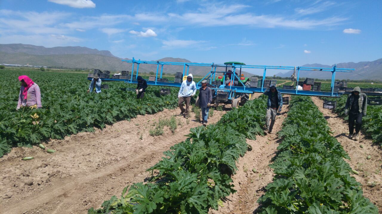La Pronnif en Coahuila aseguró a 6 jóvenes jornaleros menores de edad.