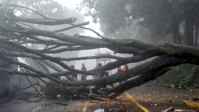 El paso de 'Earl' en Veracruz dejó árboles caídos, daños en carreteras y deslaves.