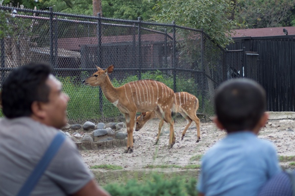 Un antílope falleció en el Zoológico de Chapultepec.